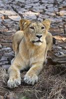 Asiatic Lioness photo