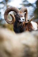 The mouflon Ovis orientalis photo