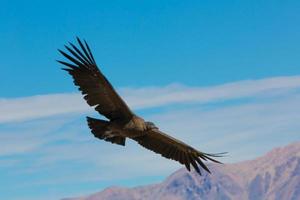 Flying condor over Colca canyon,Peru,South America.