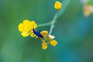Blue bug sitting on buttercup flower photo