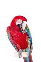 Red-and-green Macaw on white background