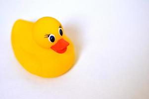 Yellow rubber ducky photo