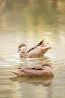 brown duck swimming in water photo