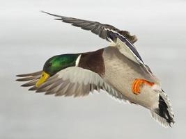 Landing Duck photo