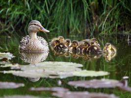 Mother duck with her ducklings photo