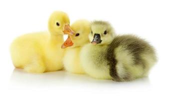 sitting ducklings on the white background
