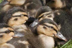 Ducklings photo
