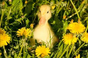Small duckling photo