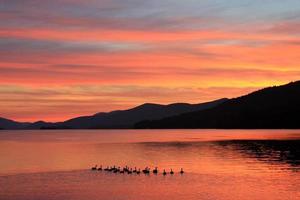 familia de patos toma la mañana nadar en el lago al amanecer foto