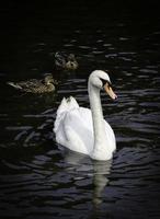 beautiful Swan  with two ducks in background, colour image