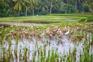 patos en campos de arroz cerca de ubud, bali, indonesia foto