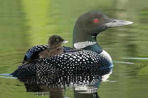 Baby Common Loon (Gavia immer) riding on mother’s back photo