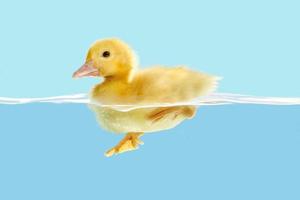 Duckling first swim photo