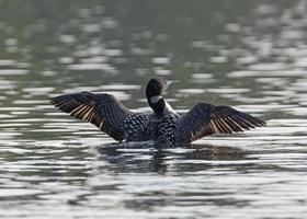 Male Common Loon Displaying on a Northwoods Lake