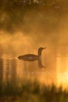 Misty dawn light with a Red throated loon
