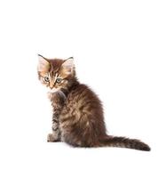 Maine Coon gatito aislado en blanco foto