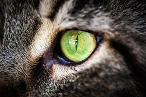 Primer ojo verde de Maine Coon gato atigrado negro. macro foto
