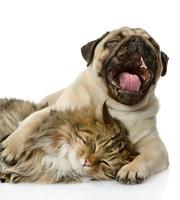 the dog and cat lie together photo
