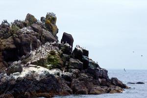 Roca con columnas de golondrinas de mar aves en la costa del Pacífico en Newport