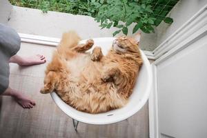 Maine-coon-cat relaxing