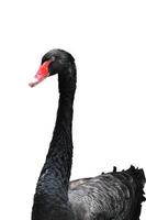 black swan photo