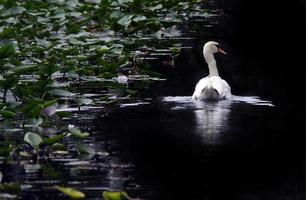 Elegant White Male Mute Swan photo
