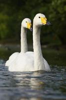 Whooper Swan, Cygnus cygnus