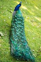 Blue peacock photo