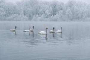Swans in a lake photo