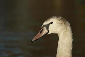 Mute Swan, Cygnus olor photo