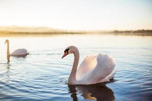 Graceful swans photo