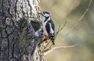 Great spotted woodpecker, perched on the side of a tree