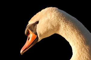 Swan face close-up photo