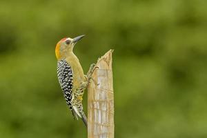Hoffmann's Woodpecker photo
