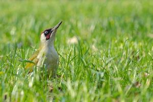 green woodpecker photo