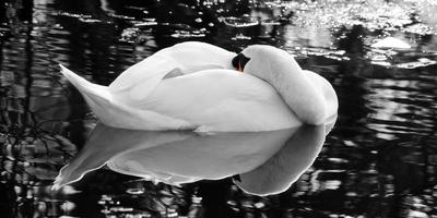 White sleeping swan portrait clear reflextion