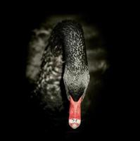 Black swan on black background. Square format photo