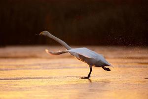 Whooper swan takeoff