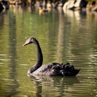The Black Swan (Cygnus atratus)