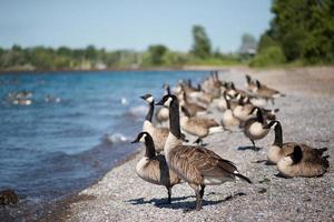 Geese Standing on the Beach photo