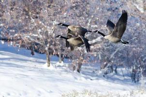 Tres gansos de Canadá volando sobre un lago de invierno foto