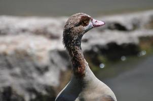 Egyptian Goose Headshot