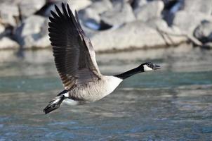 Canada Goose Taking Off From a River photo
