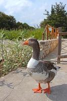 Domestic goose photo