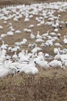 Large group of Snow Geese photo
