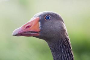 Close-up of a goose photo