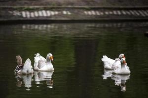 Gansos blancos en un lago en Bucarest, Rumania.