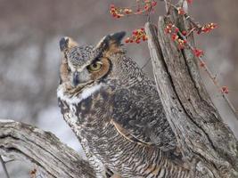 Closeup of a Great Horned Owl photo