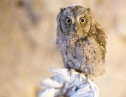 Owl, rescued scops owl chick