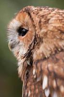 Tawny Owl. photo